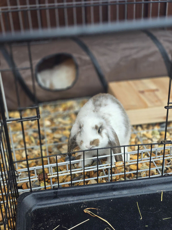Giant french lop babies