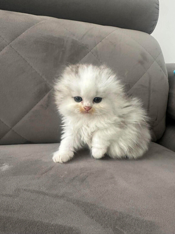 Scottish fold x Persian babies
