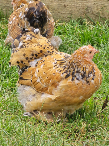 Pekin Bantam Pullets