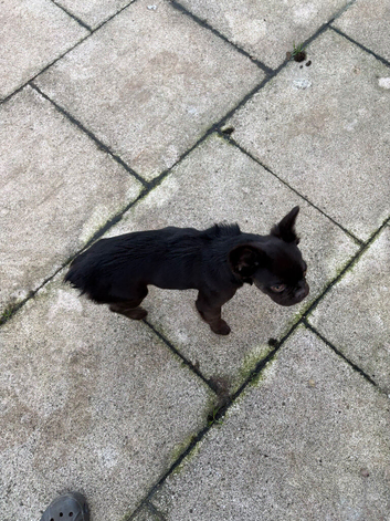 Fury French bull dog