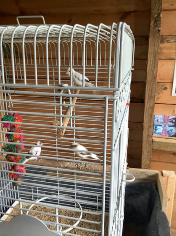 3 canaries, + cage.