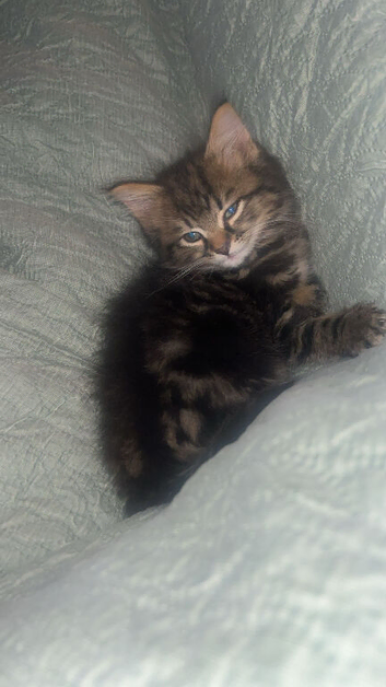 Eight weeks old tabby girl