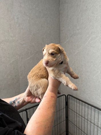 Stunning Isabella reverse panda and Isabella and tan German shepherd pups