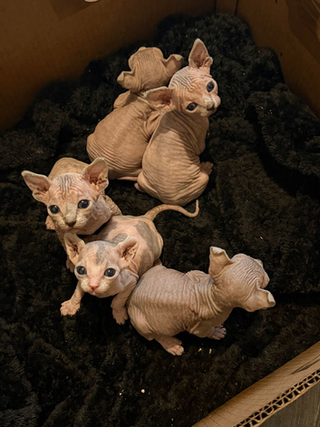 Beautiful Sphynx kittens for sale