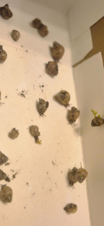 Baby African land snails
