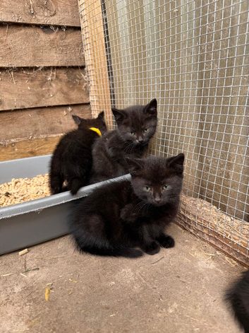 Domestic short hair kittens