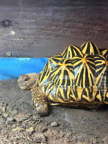 Indian star tortoise breeding pair