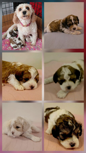 Cavachon puppies