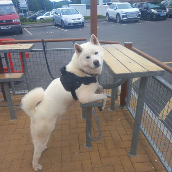 Alaskan malamute x Akita puppies