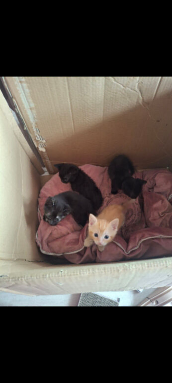 Tortishell x Persian kittens