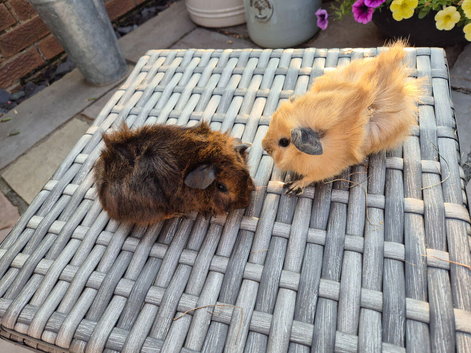 Baby Guinea Pigs Funky Teddy Crested