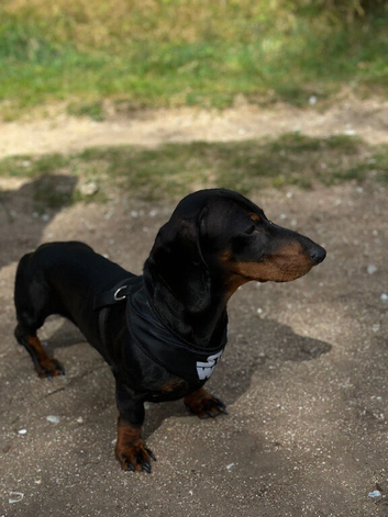 Sell dog