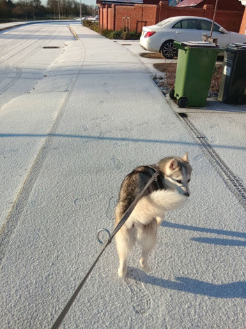Husky not even a year old