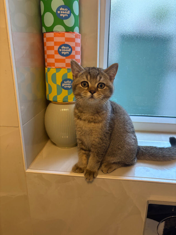 Pedigree British Shorthair