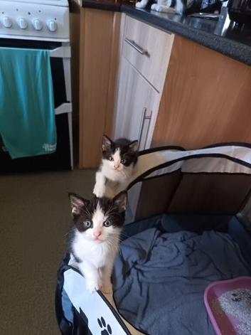 8 week old kittens.