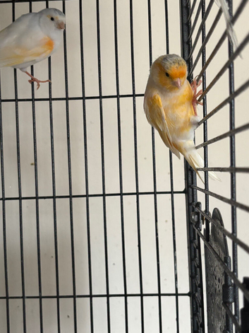 Canary's
