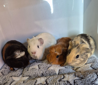 Baby Guinea Pigs Male and Female