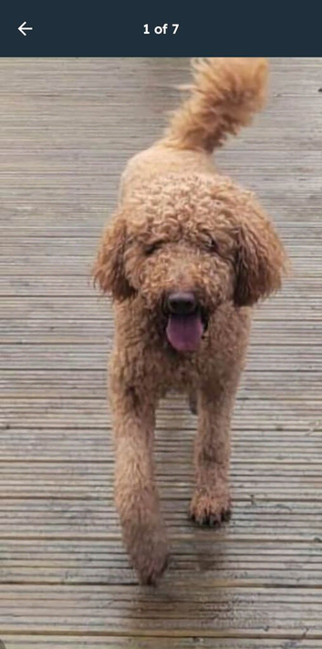 Beautiful F2b Goldendoodle puppies