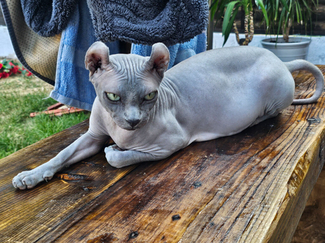 SPHYNX ELF & PETERBALD KITTENS
