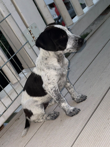 Jack Russell Bitch
