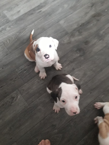 American bulldog puppies ready to go now 8 weeks old from 19th may