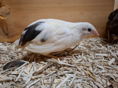Young & Healthy Male Button Quail