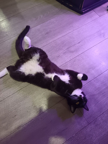 British shorthair tuxedo Tom cat