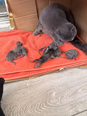 6 GORGEOUS FULL PEDIGREE BRITISH SHORTHAIR KITTENS