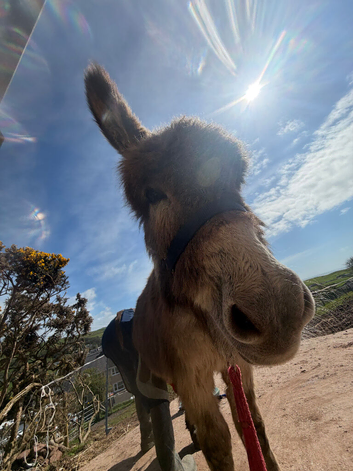 Pair of gorgeous geldings donkeys for sale