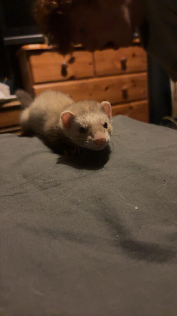 Ferret