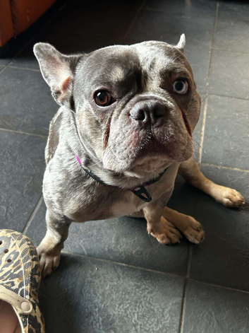 The most handsome sweetest and gentlest lilac tan merle boy