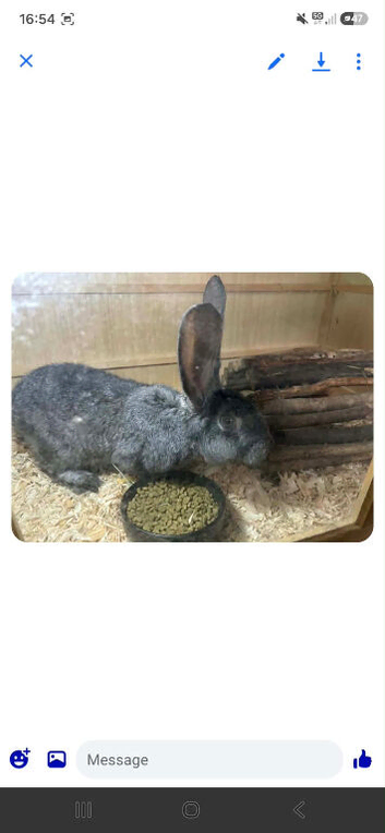 Young dark grey female