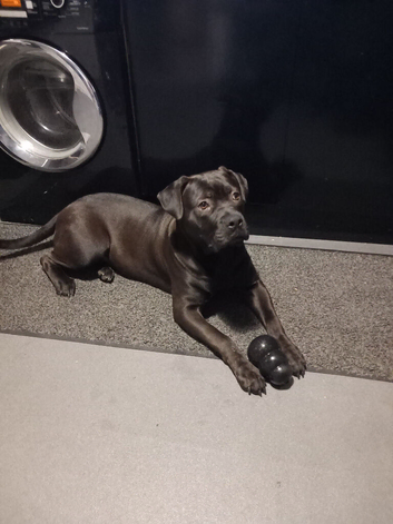 Cane corso /american blue staff