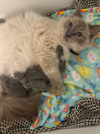 Beautiful Ragdoll x British Shorthair Kittens ️