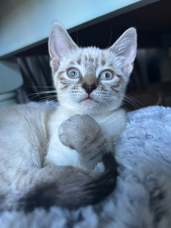 Beautiful little girl mixed Bengal