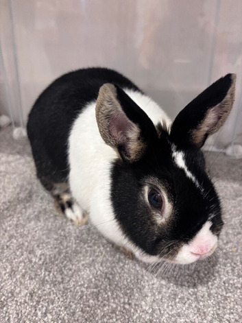 Rabbits for sale