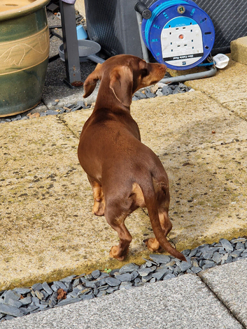 Nellie 9 month miniature dachshund
