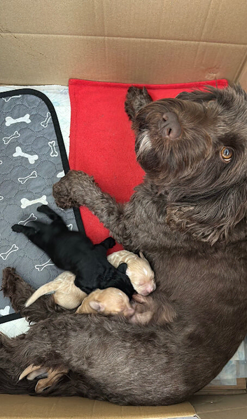 Cockapoo F1B puppies