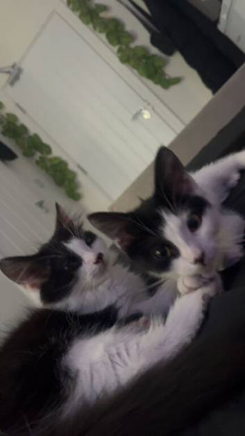 Male and female 8week old kittens