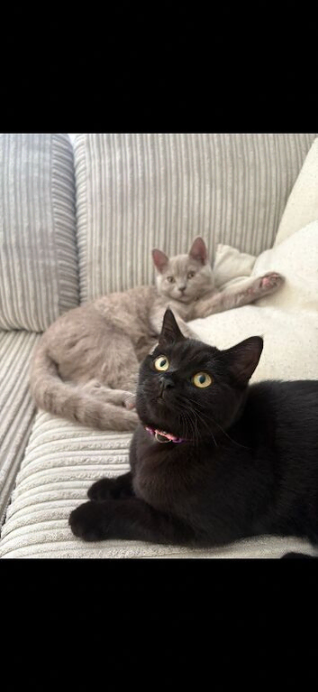 Two female BSH *rehome*
