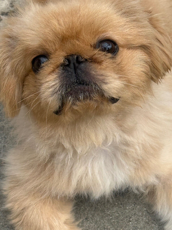 Beautiful peke parti colour rare apricot & white loving boy 1 y