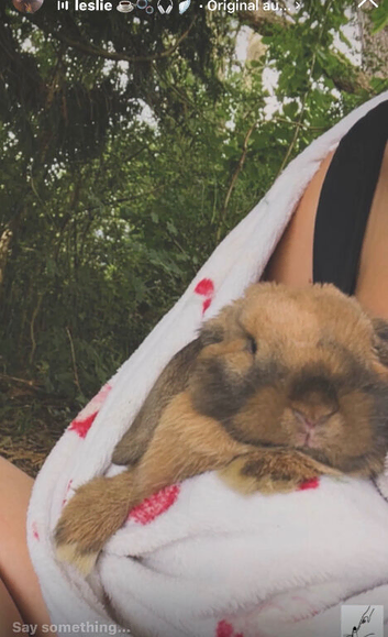 Young mini lop for sale