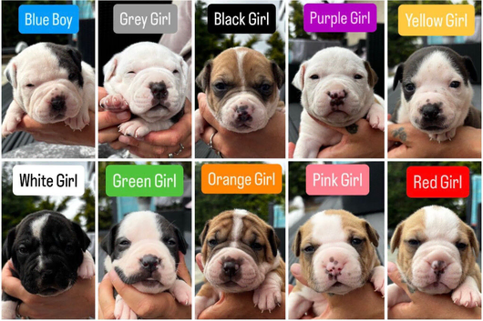 Old tyme x American bulldog pup dog