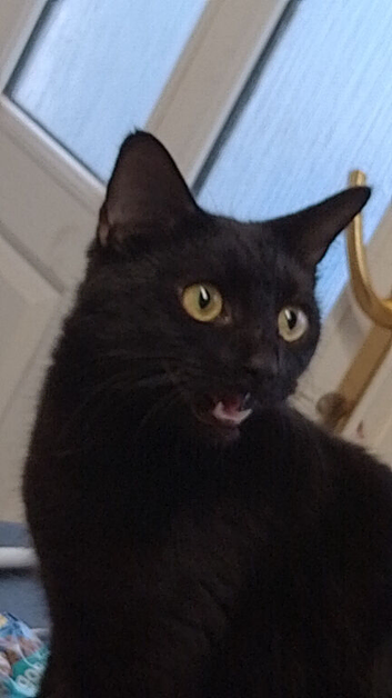 Female cat