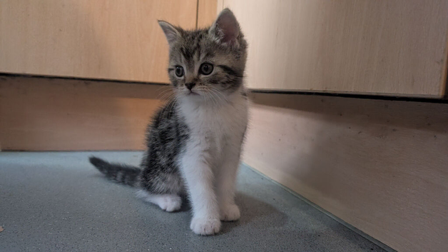 Lovely girl Tabby Kitten  looking for her forever home