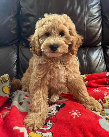 Fluffy Cavapoochon puppies