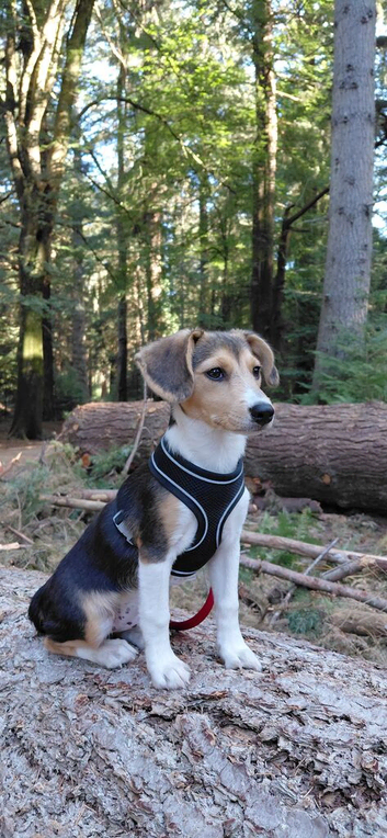 4 months beagle x Sheltie Collie MALE
