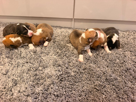 Kc Pembroke corgi puppies
