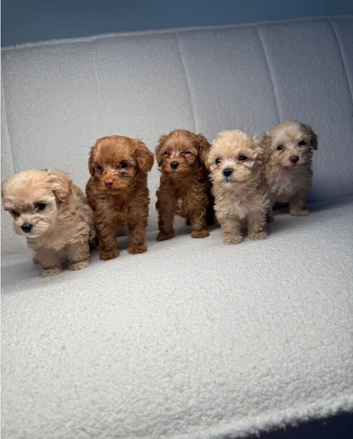 Beautiful Cockapoo Puppies &ndash; 4 Females & 1 Male Ready Soon