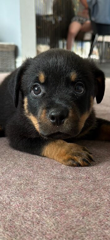 Pedigree German Rottweiler puppies
